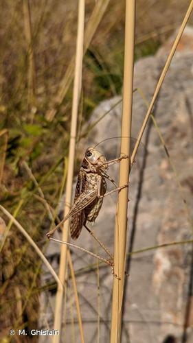 <i>Decticus albifrons</i> (Fabricius, 1775) © M. Ghislain