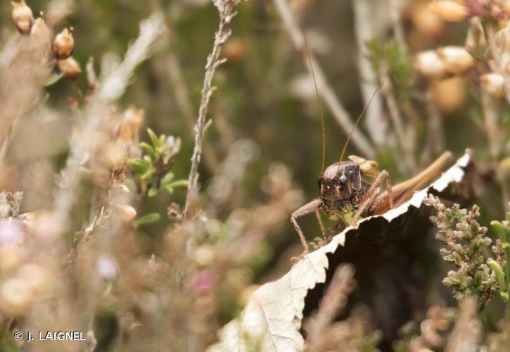 <i>Metrioptera saussuriana</i> (Frey-Gessner, 1872) © J. LAIGNEL