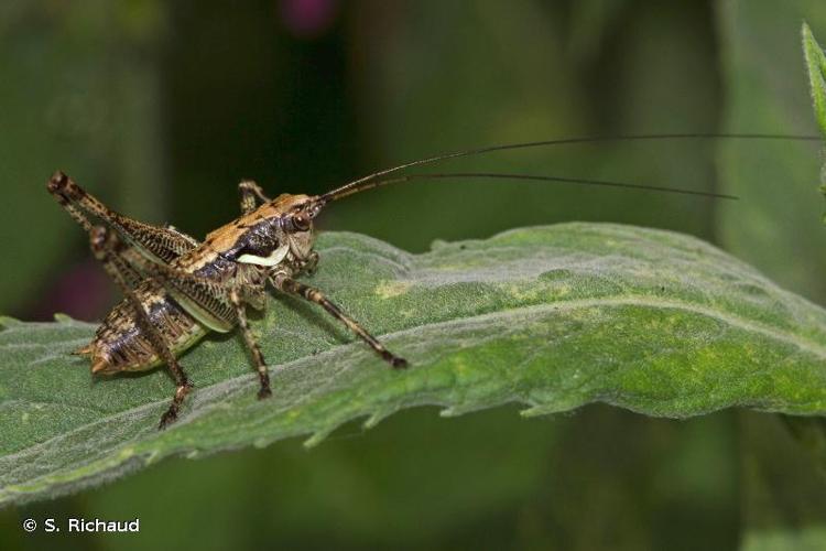 <i>Antaxius pedestris</i> (Fabricius, 1787) © S. Richaud