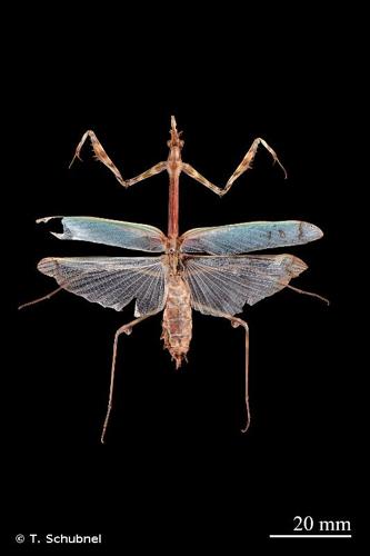 <i>Empusa pennata</i> (Thunberg, 1815) © T. Schubnel