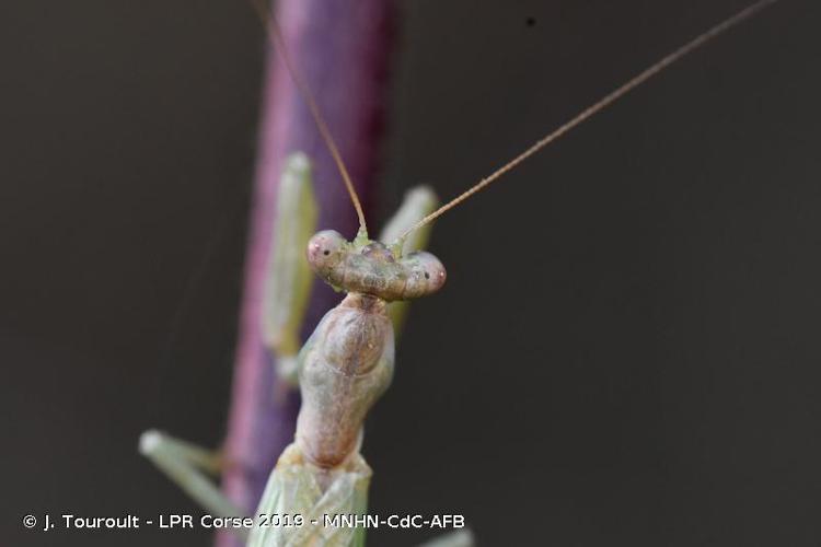 <i>Ameles spallanzania</i> (Rossi, 1792) © J. Touroult - LPR Corse 2019 - MNHN-CdC-AFB