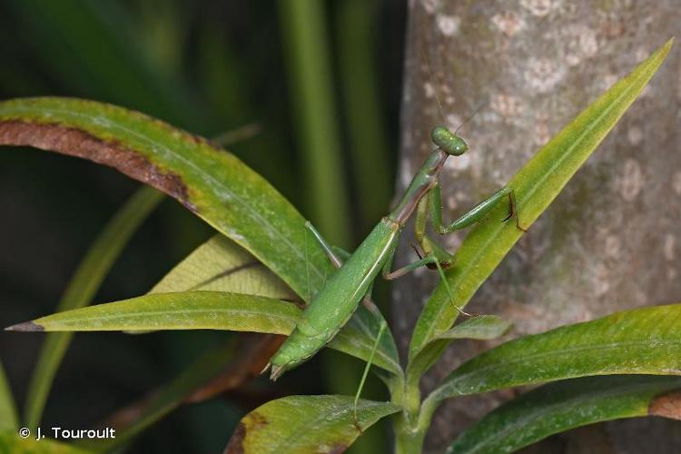 <i>Iris oratoria</i> (Linnaeus, 1758) © J. Touroult