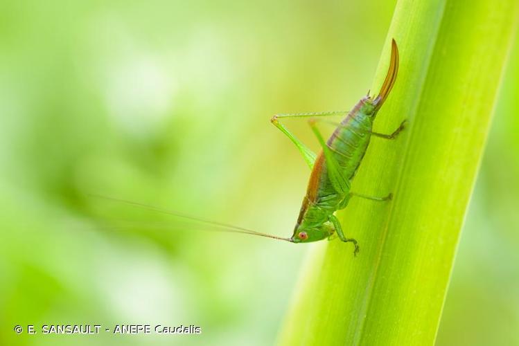 <i>Conocephalus dorsalis</i> (Latreille, 1804) © E. SANSAULT - ANEPE Caudalis