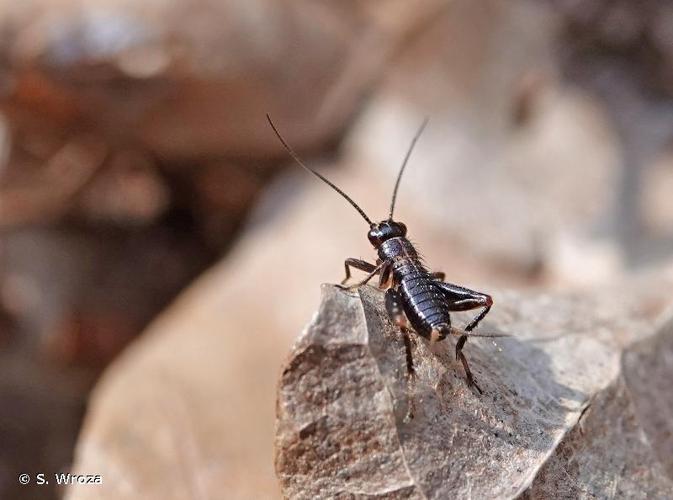 <i>Nemobius sylvestris</i> (Bosc, 1792) © S. Wroza