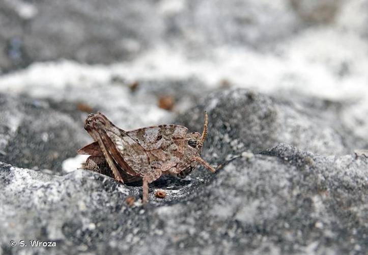 <i>Tetrix bipunctata</i> (Linnaeus, 1758) © S. Wroza