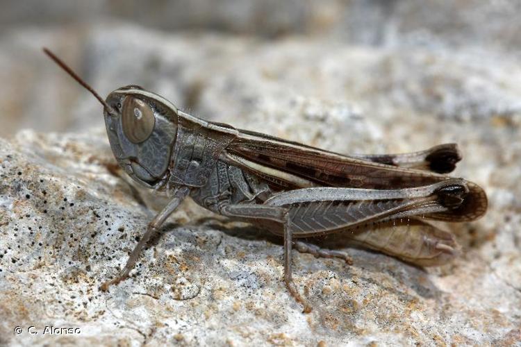 <i>Ramburiella hispanica</i> (Rambur, 1838) © C. Alonso