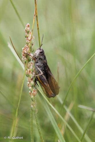 <i>Stauroderus scalaris</i> (Fischer von Waldheim, 1846) © R. Guilhot