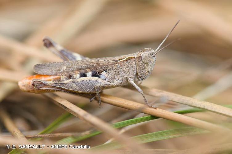 <i>Chorthippus vagans</i> (Eversmann, 1848) © E. SANSAULT - ANEPE Caudalis