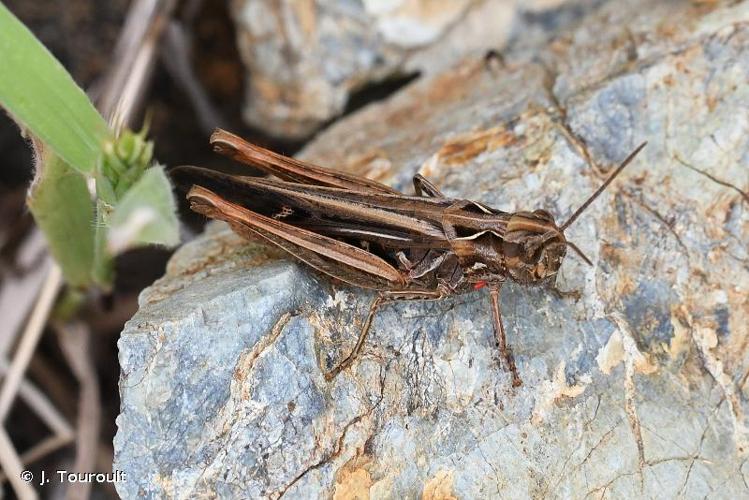 <i>Chorthippus brunneus</i> (Thunberg, 1815) © J. Touroult