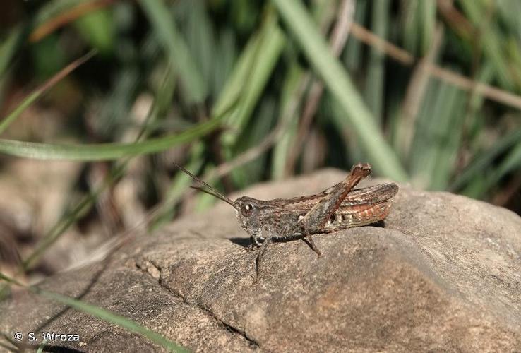 <i>Chorthippus biguttulus biguttulus</i> (Linnaeus, 1758) © S. Wroza