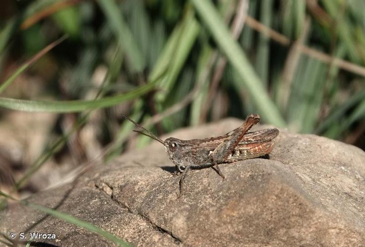 <i>Chorthippus biguttulus biguttulus</i> (Linnaeus, 1758) © S. Wroza