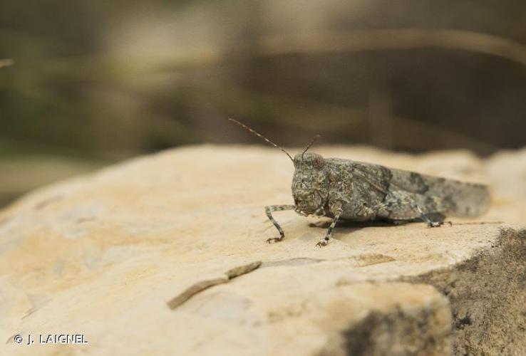 <i>Sphingonotus caerulans</i> (Linnaeus, 1767) © J. LAIGNEL