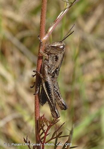 <i>Eyprepocnemis plorans</i> (Charpentier, 1825) © J. Piolain LPR Corse - MNHN, CdC, OFB