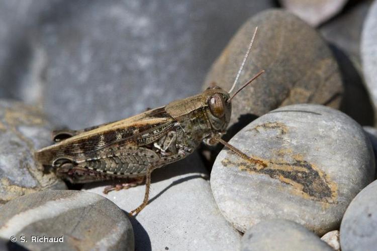 <i>Calliptamus italicus</i> (Linnaeus, 1758) © S. Richaud