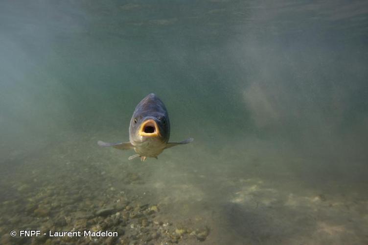 <i>Cyprinus carpio</i> Linnaeus, 1758 © FNPF - Laurent Madelon