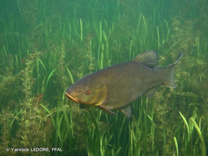 <i>Tinca tinca</i> (Linnaeus, 1758) © Yannick LEDORÉ, FFAL