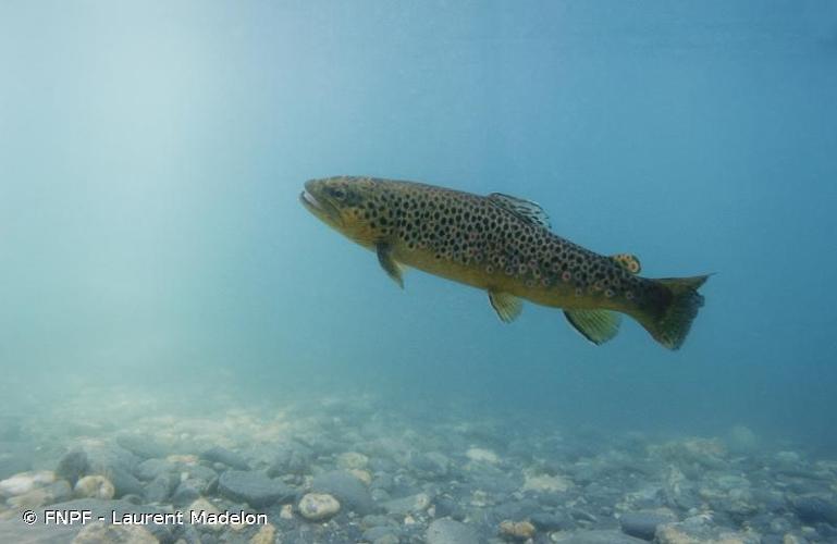 <i>Salmo trutta</i> Linnaeus, 1758 © FNPF - Laurent Madelon