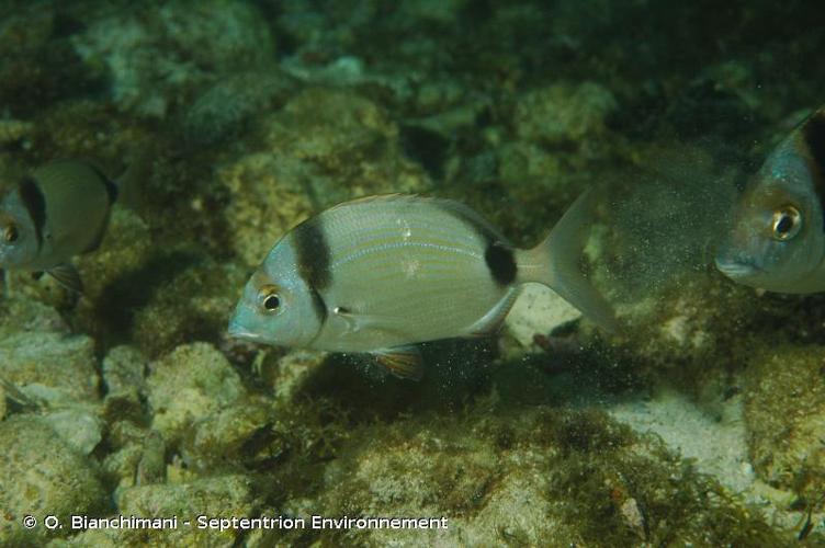 <i>Diplodus vulgaris</i> (Geoffroy Saint-Hilaire, 1817) © O. Bianchimani - Septentrion Environnement