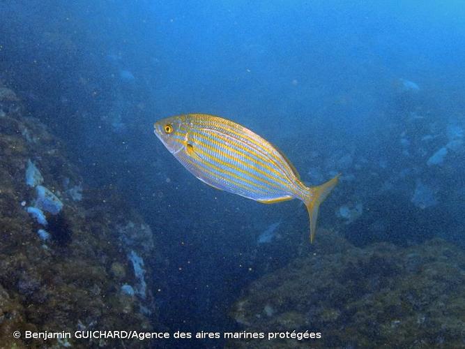 <i>Sarpa salpa</i> (Linnaeus, 1758) © Benjamin GUICHARD/Agence des aires marines protégées