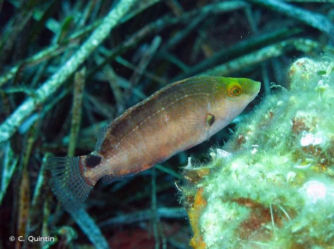 <i>Symphodus mediterraneus</i> (Linnaeus, 1758) © C. Quintin