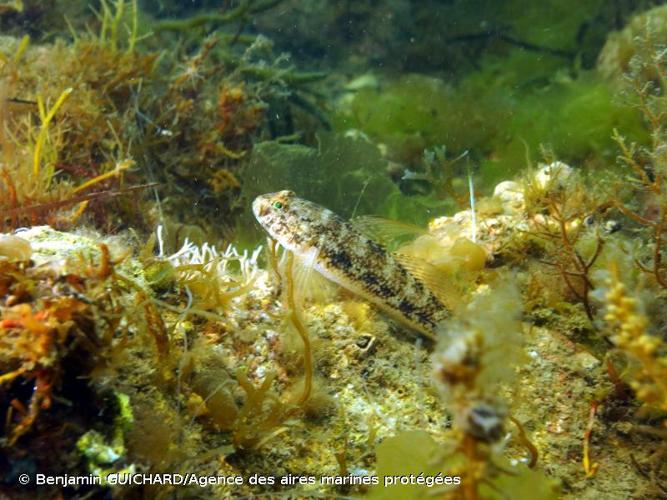 <i>Gobius niger</i> Linnaeus, 1758 © Benjamin GUICHARD/Agence des aires marines protégées