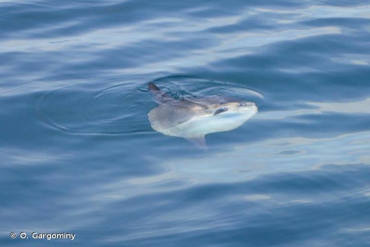 <i>Mola mola</i> (Linnaeus, 1758) © O. Gargominy