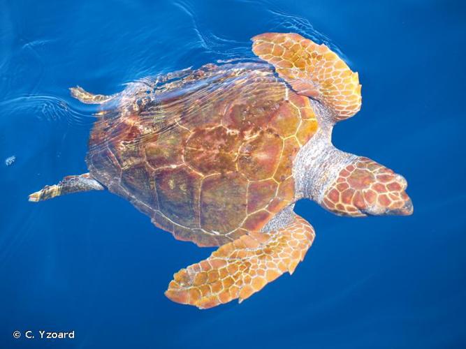 <i>Caretta caretta</i> (Linnaeus, 1758) © C. Yzoard