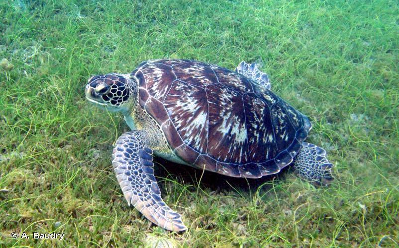 <i>Chelonia mydas</i> (Linnaeus, 1758) © A. Baudry