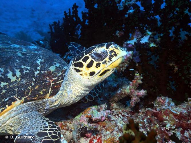 <i>Eretmochelys imbricata</i> (Linnaeus, 1766) © B. Guichard