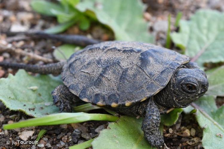 <i>Emys orbicularis galloitalica</i> Fritz, 1995 © J. Touroult