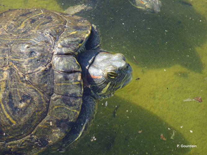 <i>Trachemys scripta</i> (Schoepff, 1792) © P. Gourdain