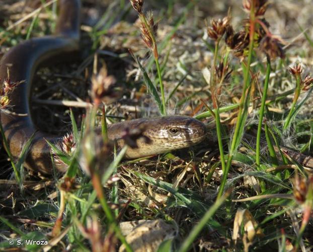 <i>Anguis fragilis</i> Linnaeus, 1758 © S. Wroza