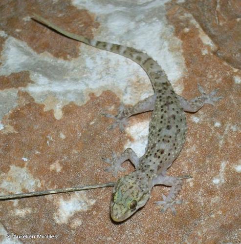 <i>Hemidactylus turcicus</i> (Linnaeus, 1758) © Aurélien Miralles