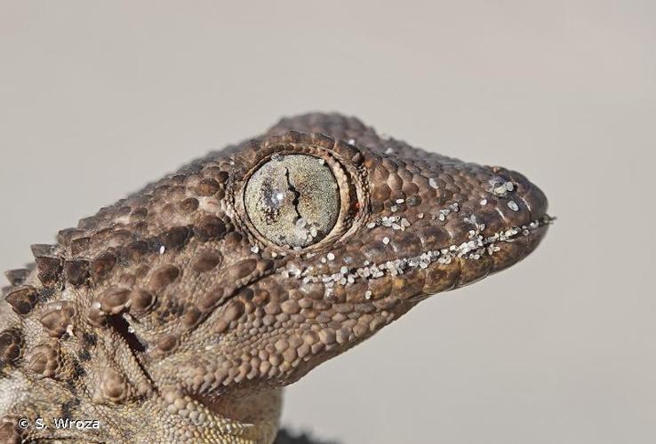 <i>Tarentola mauritanica mauritanica</i> (Linnaeus, 1758) © S. Wroza