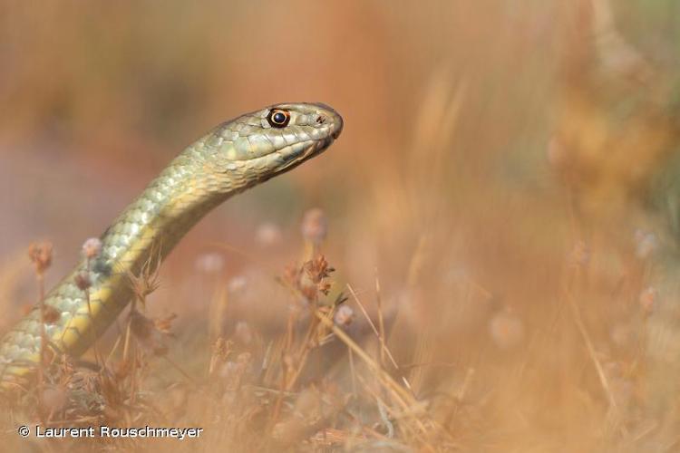 <i>Malpolon monspessulanus</i> (Hermann, 1804) © Laurent Rouschmeyer