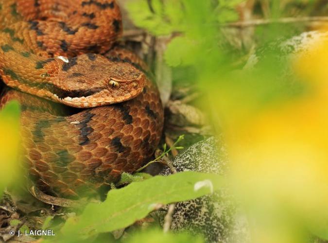 <i>Vipera aspis</i> (Linnaeus, 1758) © J. LAIGNEL