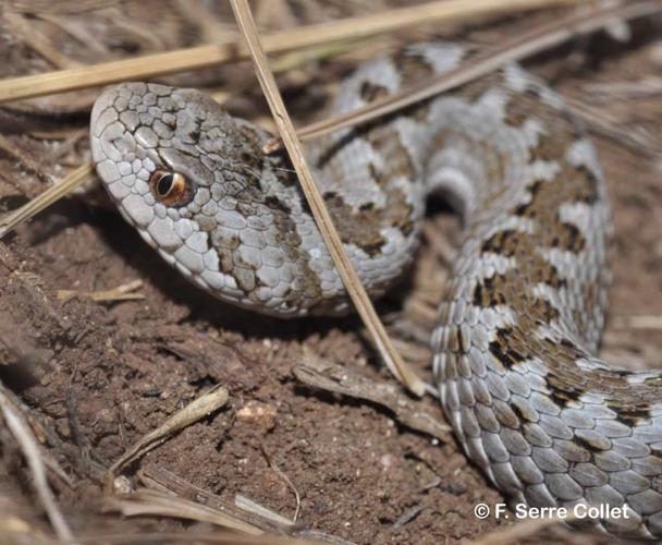 <i>Vipera ursinii</i> (Bonaparte, 1835) © F. Serre Collet