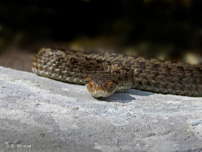 <i>Vipera ursinii ursinii</i> (Bonaparte, 1835) © S. Wroza