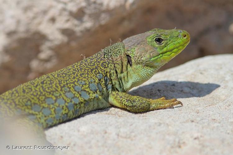 <i>Timon lepidus lepidus</i> (Daudin, 1802) © Laurent Rouschmeyer