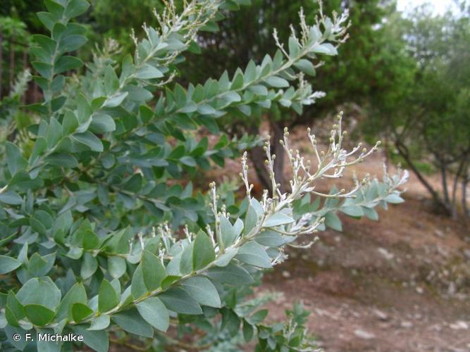 <i>Acacia cultriformis</i> A.Cunn. ex G.Don, 1832 © F. Michalke