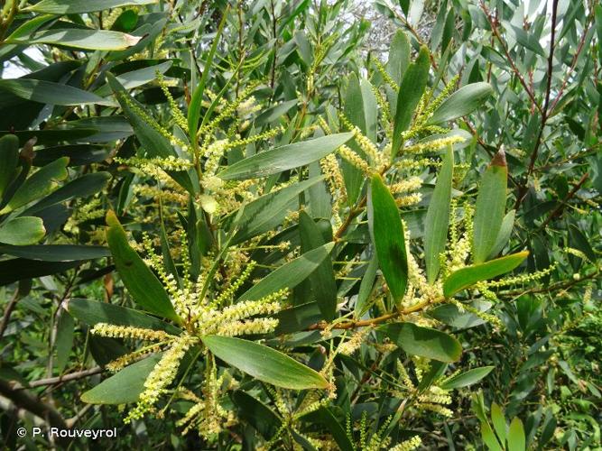 <i>Acacia melanoxylon</i> R.Br., 1813 © P. Rouveyrol