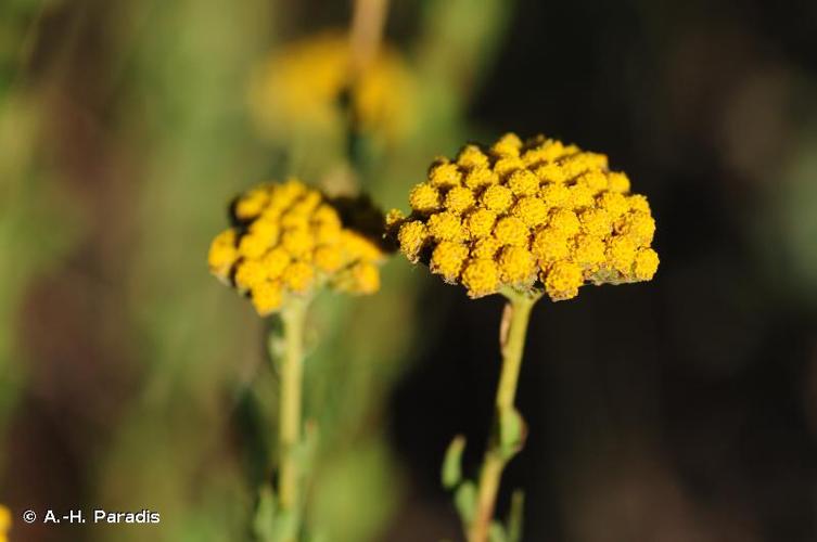 <i>Achillea ageratum</i> L., 1753 © A.-H. Paradis