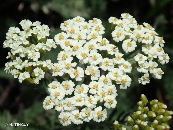 <i>Achillea crithmifolia</i> Waldst. & Kit., 1802 © H. TINGUY