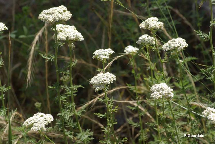 <i>Achillea ligustica</i> All., 1773 © P. Gourdain