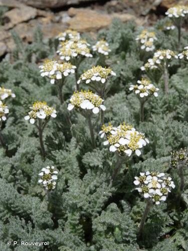 <i>Achillea nana</i> L., 1753 © P. Rouveyrol