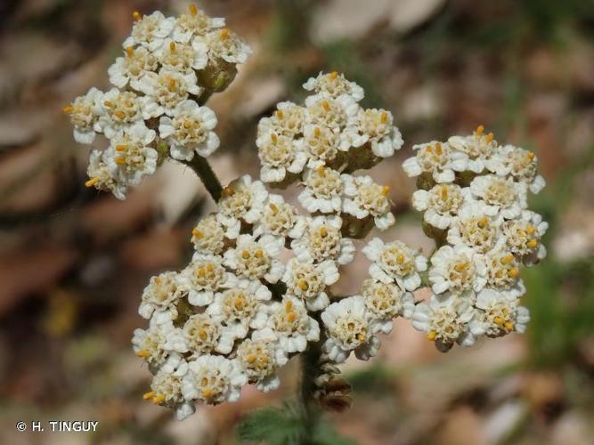 <i>Achillea odorata</i> L., 1759 © H. TINGUY