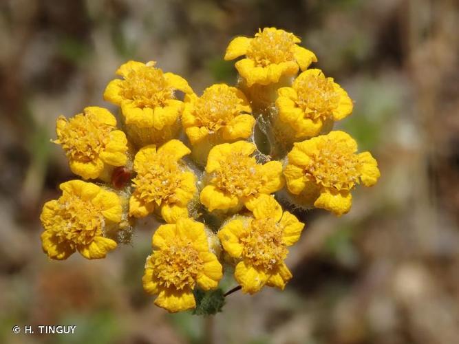 <i>Achillea tomentosa</i> L., 1753 © H. TINGUY