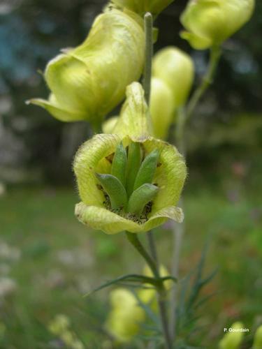 <i>Aconitum anthora</i> L., 1753 © P. Gourdain