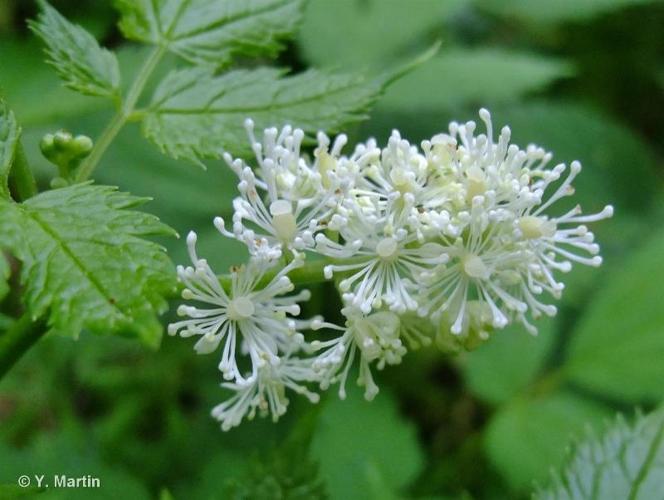 <i>Actaea spicata</i> L., 1753 © 