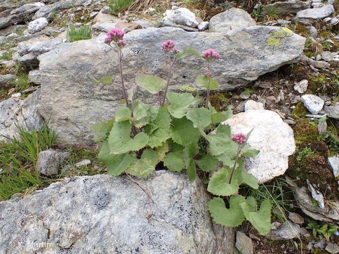 <i>Adenostyles leucophylla</i> (Willd.) Rchb., 1831 © 